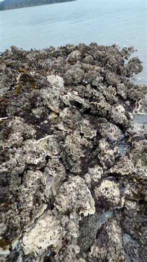 Mark De Jose on Instagram: "British Columbia primarily farms the non-native Pacific Oyster (Crassostrea gigas), a fast-growing Japanese species, but also has the native but rare Olympia Oyster (Ostrea lurida); various farm-grown Pacific oyster appellations (named for their location/flavor profile) like Kusshi, Fanny Bay, Royal Miyagi, and Deep Bay are popular, grown in the pristine waters of the Strait of Georgia and inlets."