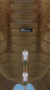 How Tall Is King Ghidorah Height Comparison | CGI View