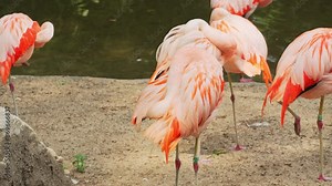 Flock of pink flamingos gathered in a pond to feed. American flamingo standing on one leg or Caribbean flamingo preening its plumage, phoenicopterus ruber