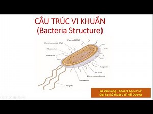 Bài 1: Cấu trúc vi khuẩn/ Lesson1: Bacterial structure