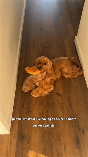 5.1K views · 1.4K reactions | Having a cocker spaniel is like living with someone who really bossy, wants constant treats, likes to sing with you, gets seasonal depression when it rains and will follow you everywhere with no concept of personal space 癩 Did I miss anything? 來 I wouldn’t change a thing lol 﫶 #cockerspaniel #cocker #bossy #velcrodog #golden #dogmom #cockerspanielpuppy #velcrodog | Itsalfieandme | Facebook