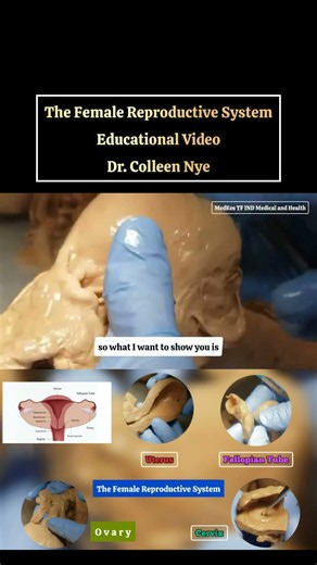 The Female Reproductive System | 3 | Educational Video with Dr. Colleen Nye