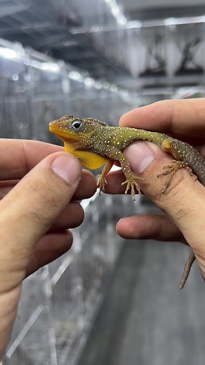 The Diversity of Anolis: Exploring Various Anole Species and Their Dewlap Communication