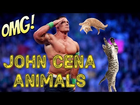 JOHN CENA Best Animals Edition | Crazy Vibes #29