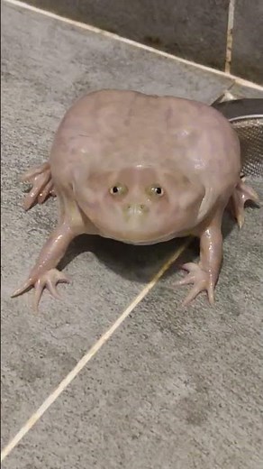 Budget Frog Screaming