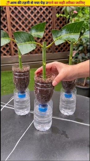 🥭Grow a tree from a mango branch 100% success rate #cuttingskills #growth #fruit