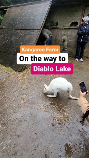 Seattle and Around. on Instagram: "Did you know there is a Kangaroos farm in Washington? Here you can feed and pet the kangaroos. @theoutbackkangaroofarm You can visit this farm on the way to Diablo Lake, North Cascades. 📍The Outback Kangaroo Farm 10030 State Rte 530 NE, Arlington, WA 98223 🎟 25$ for Adults (Guided tours only) 🕑 40-minute tours are both educational and recreational. Whether you are eight or 80, you will find something to pique your curiosity. Our menagerie of furry and feathe