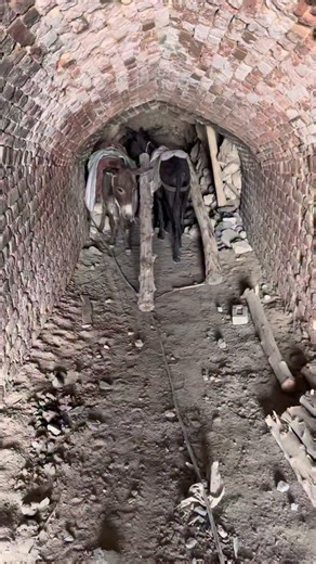 Mining Empire on Instagram: "Transporting wooden supports on donkeys inside the mine.Installing wooden supports to avoid any mishaps in mine. Black Diamond Mining #viralreel #coal #goldmine #blackdiamond #gold #viral #foryou #diamond #coalmining #mining"