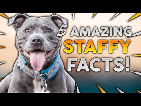 STAFFORDSHIRE BULL TERRIER! 5 Incredible Facts About The Amazing Staffy!