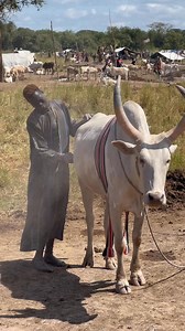 Pride of a Dinka Man #culture #CulturalHeritage #culture #DinkaTribe | GD Maniir Media