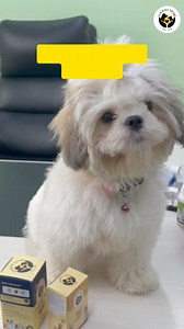 1.9K views | What jobs would your dog qualify for?  Puppy, dog, dog lovers, pet lovers, pet #doglover #dogoninstagram #dogjobs #puppy #doglife | Fur Ball Storyᵀᴹ | Facebook