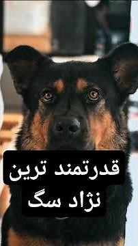 ۵ نژاد سگی که دنیا رو شگفت‌زده کردن