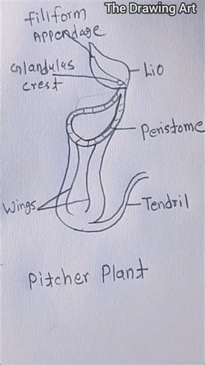 How to Draw a Pitcher Plant ! step by step #easydrawing