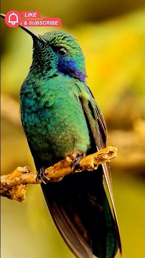Beija-Flor: A Única Ave que Voa de Ré e Outros Segredos! 🔄🦅 #natureza #biologia #wildlife #nature