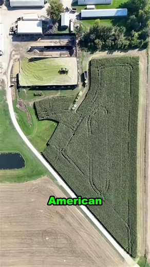 How Corn Becomes Ideal Cattle Feed for Farms