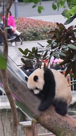 Escape Attempt: Xiao Ai's Midnight Breakout