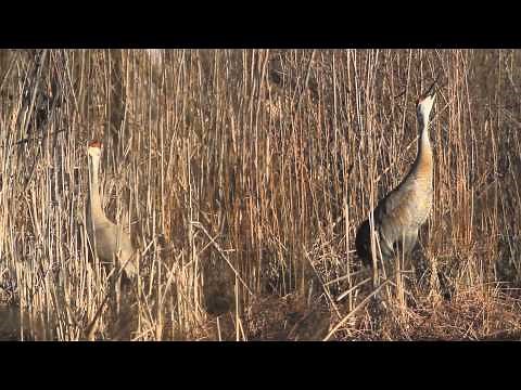 Sandhill Crane Michigan - Crane Calls