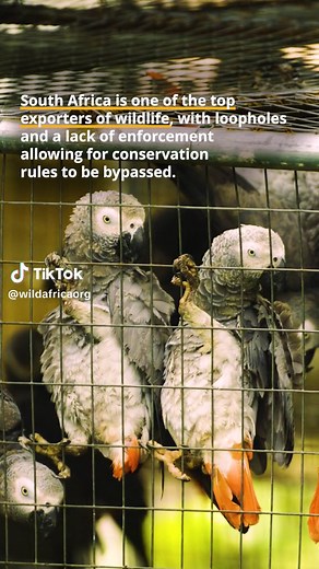 South Africa is one of the top three suppliers for the global wildlife trade. Between 2013 and 2023, SA officially exported more than 16 million live wild animals, including: 🦜 Birds: 3.3M, mostly parrots 🐠 Fish: 12.9M, including species like sturgeon and seahorses 🦁 Mammals: 23,803, including lions, marmosets, and servals 🐊 Reptiles: 1,420, mostly crocodiles and tortoises Why is this a critical issue? 📋 These are the exports recorded by the Convention on International Trade in Endangered S