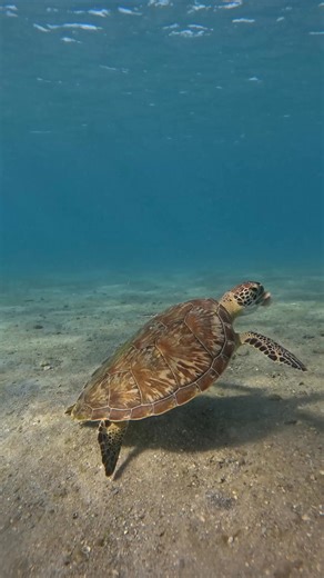 41K views · 717 reactions | YUCK! Sometimes your food is so bad you have to spit it out ... and slap it! Juvenile green sea turtles mainly eat worms, small crustaceans, aquatic insects, seagrass and algae. When they become adults, however, they're strictly herbivores!  Learn more fun facts about sea turtles: ausgeo.co/seaturtle  Tanya Ryan #ausgeo #seeaustralia #turtle #seaturtle #underwater #funnyanimals | Australian Geographic | Facebook