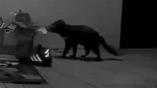 Devil at the door: Marsupial’s surprising house visit captured on camera