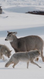 198K views · 1K reactions | Wildlife survives in numbers. Whether...