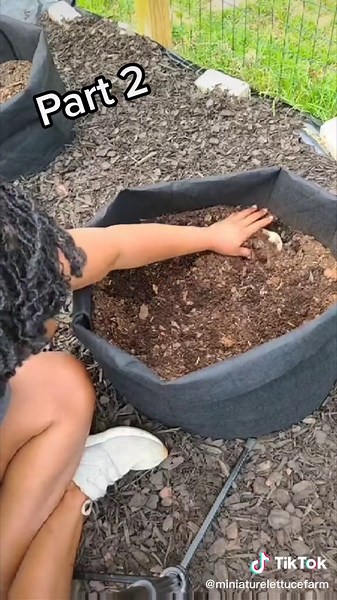 Planting Potatoes: Step-by-Step Guide