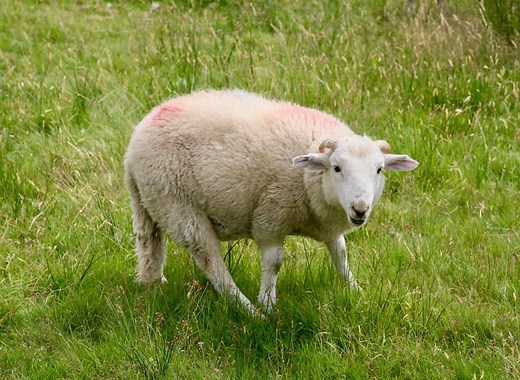 Whatever Happened to Dolly, the Cloned Sheep?