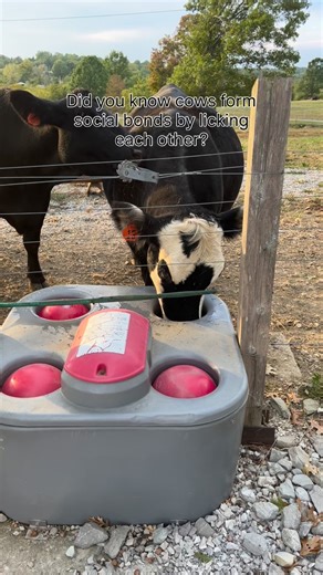 1.2K views · 68 reactions | Cows are very social animals. They’re known to make best friends within the herd. When cows lick each other, it’s primarily to build and reinforce social bonds. #homeonthefarm #onthefarm #cowherd #farmlifestyle #beefcattle | Home on the Farm | Facebook