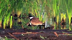 Ethiopian Nature By Aziz Ahmed