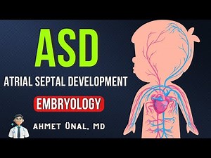 ❤ ATRIAL SEPTUM/SEPTAL DEVELOPMENT | EMBRYOLOGY ANIMATION