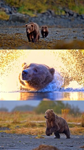 Ahh Kodiak bears showing off! . . . . . #kodiakbears #nikonusa #alaska #kodiakcakes #natgeoanimals #nature #slowmo #fyp | Kristoff Druva Photography