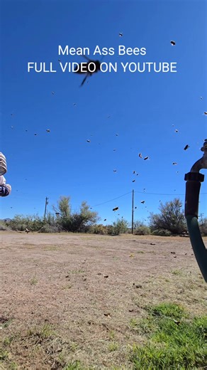 1.2M views · 13K reactions | Not a DIY Channel #killerbeeguy #invasivespecies #killerbee #honeybee | Killer Bee Guy | Facebook