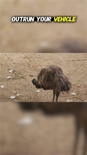 Top Ten Species from the Australian Outback: The Chaotic Sprinter