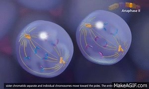 Meiosis  Crossing Over and Variability 3D Animation on Make a GIF