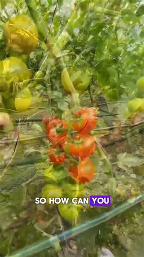 High Yield Tomato Tips and Hacks #GardeningHacks #SustainableLiving #UrbanGardening #PlantCare #GardeningTips #EcoFriendly #OrganicGardening #HomeGarden #NatureLovers #GreenThumb #FYP #LifeHacks #TikTokMadeMeDoIt #Viral #ForYouPage #BakingSodaMagic #GardeningCommunity #Tiktok #2025 #LearnOnTikTok #viralvideos #trending #funnyvideos #Love #memes #duet #ForYou #ThisIs4You #FYPage #SmallBusiness #supportsmallbusiness #smallbusinessowner #smallbiz #Fitness #workout #fitnessmotivation #fitnesstips #M