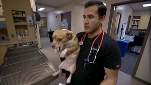 3.4K views · 98 reactions | Juan Orjuela, biology and conservation...