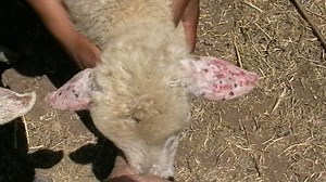 Photosensitivity in animals - Alchetron, the free social encyclopedia