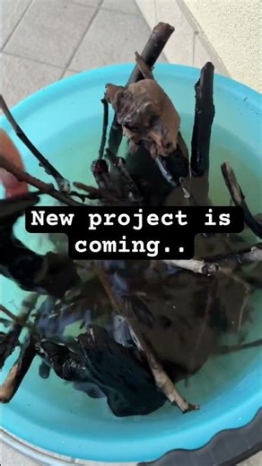 Wood for new natural aquarium setup🍂🌿 #naturalaquarium #aquarium #wod #tank #newproject #shorts