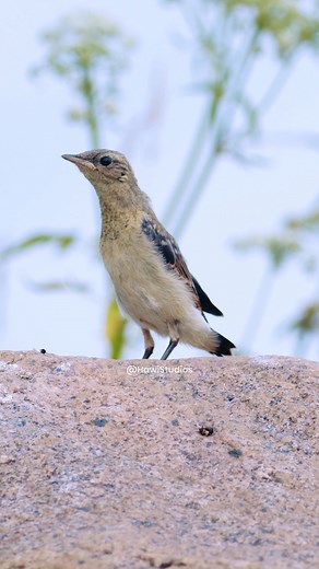 Wheatear Bird Dacing Wincent lzAP3 #bird #nature #wildlife | HAWI Studios