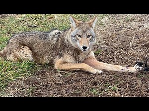Trapping Coyotes 2024-2025 Trapping season Ep.1