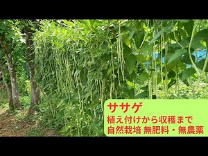 【自然栽培】ササゲ（無肥料・無農薬）の植え付けから収穫まで（収穫までの98日間の記録です）