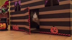 Who’s ready for Halloween? 🎃👻🙀 | Monty