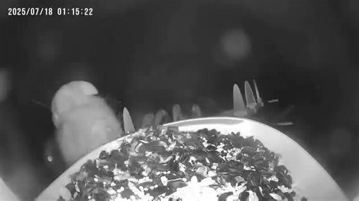 Security Camera Captures Bear Feasting on Bird Feeder