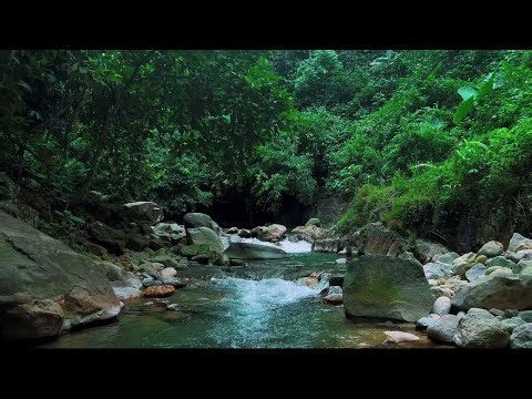 Soothing River Stream Sounds Ambience for Sleep | Natural Water Flow Therapy for Stress-Free Calm
