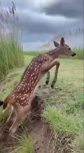 Mama Deer Rescues Fawn From Murky Waters! 🦌💦 #DeerRescue #Wildlife #Nature #CuteAnimals