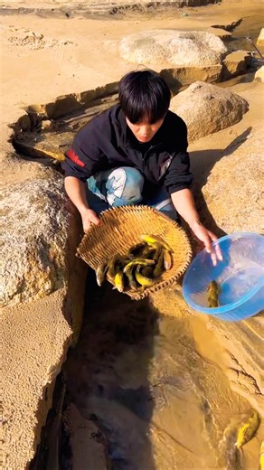 Real Village Catfishing Using Homemade Bamboo Basket Trap 🎣 Catching so many Catfish 🔥 #catfishing