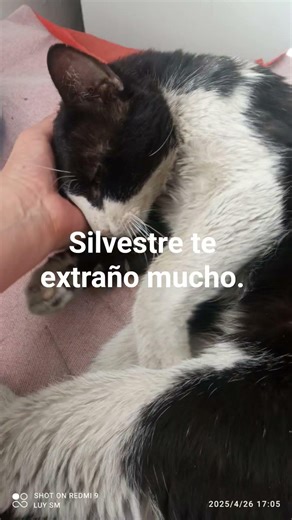 Silvestre. Dónde estás? Te extraño mucho 😭😢😭
