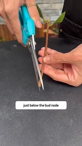 88K views · 1K reactions | Propagate camellia cuttings | Ramos Mark | Facebook