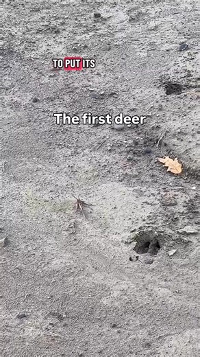 Can you tell the difference between a buck and a doe by its track and trail? | Michael Douglas