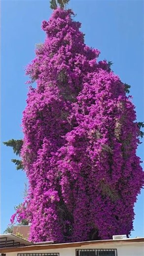 Beautiful Giant/theamazingtravellers #shorts #travel #flowers